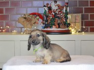 Kaninchen_Dachshund-0326