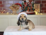 Kaninchen_Dachshund-0329