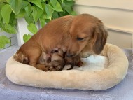 Kaninchen_Dachshund-033