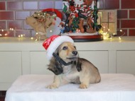 Kaninchen_Dachshund-0331