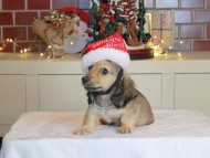 Kaninchen_Dachshund-0333