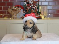Kaninchen_Dachshund-0335