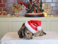 Kaninchen_Dachshund-0337 Kaninchen_Dachshund-0337