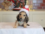 Kaninchen_Dachshund-0339