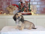 Kaninchen_Dachshund-0346