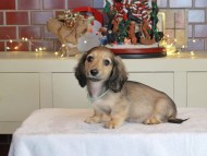 Kaninchen_Dachshund-0348