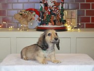 Kaninchen_Dachshund-0350
