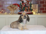 Kaninchen_Dachshund-0355