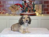 Kaninchen_Dachshund-0359