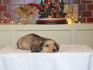 Kaninchen_Dachshund-0361
