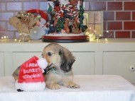 Kaninchen_Dachshund-0366