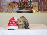 Kaninchen_Dachshund-0367