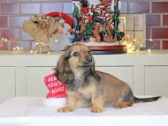 Kaninchen_Dachshund-0390