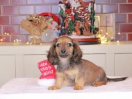 Kaninchen_Dachshund-0392 Kaninchen_Dachshund-0392