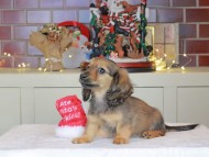 Kaninchen_Dachshund-0393