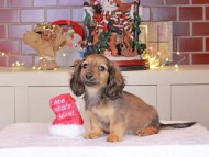 Kaninchen_Dachshund-0396