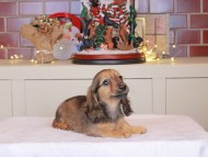 Kaninchen_Dachshund-0398 Kaninchen_Dachshund-0398