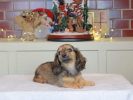 Kaninchen_Dachshund-0400