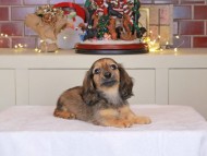 Kaninchen_Dachshund-0402 Kaninchen_Dachshund-0402