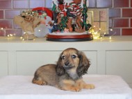 Kaninchen_Dachshund-0403