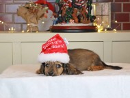 Kaninchen_Dachshund-0412