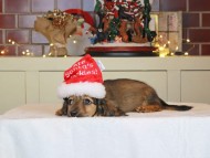 Kaninchen_Dachshund-0413