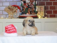 Kaninchen_Dachshund-0444