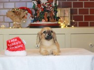 Kaninchen_Dachshund-0448 Kaninchen_Dachshund-0448