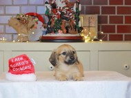 Kaninchen_Dachshund-0454 Kaninchen_Dachshund-0454