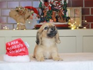Kaninchen_Dachshund-0470 Kaninchen_Dachshund-0470