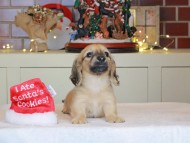 Kaninchen_Dachshund-0475