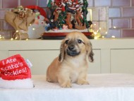 Kaninchen_Dachshund-0484