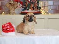 Kaninchen_Dachshund-0497 Kaninchen_Dachshund-0497
