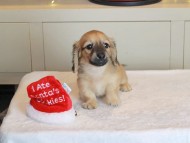 Kaninchen_Dachshund-0503 Kaninchen_Dachshund-0503