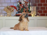 Kaninchen_Dachshund-0516 Kaninchen_Dachshund-0516
