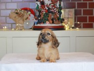 Kaninchen_Dachshund-0519