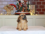 Kaninchen_Dachshund-0522