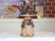 Kaninchen_Dachshund-0523