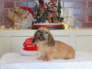 Kaninchen_Dachshund-0525