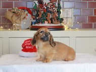 Kaninchen_Dachshund-0526