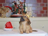 Kaninchen_Dachshund-0529