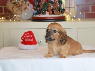 Kaninchen_Dachshund-0532