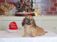 Kaninchen_Dachshund-0535