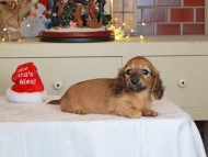 Kaninchen_Dachshund-0558