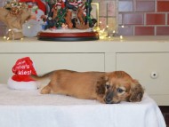 Kaninchen_Dachshund-0564 Kaninchen_Dachshund-0564