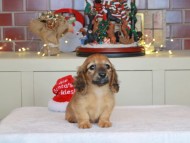 Kaninchen_Dachshund-0572