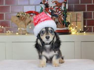 Kaninchen_Dachshund-0579