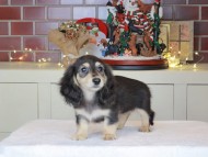 Kaninchen_Dachshund-0585