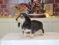 Kaninchen_Dachshund-0587