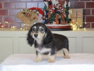 Kaninchen_Dachshund-0595